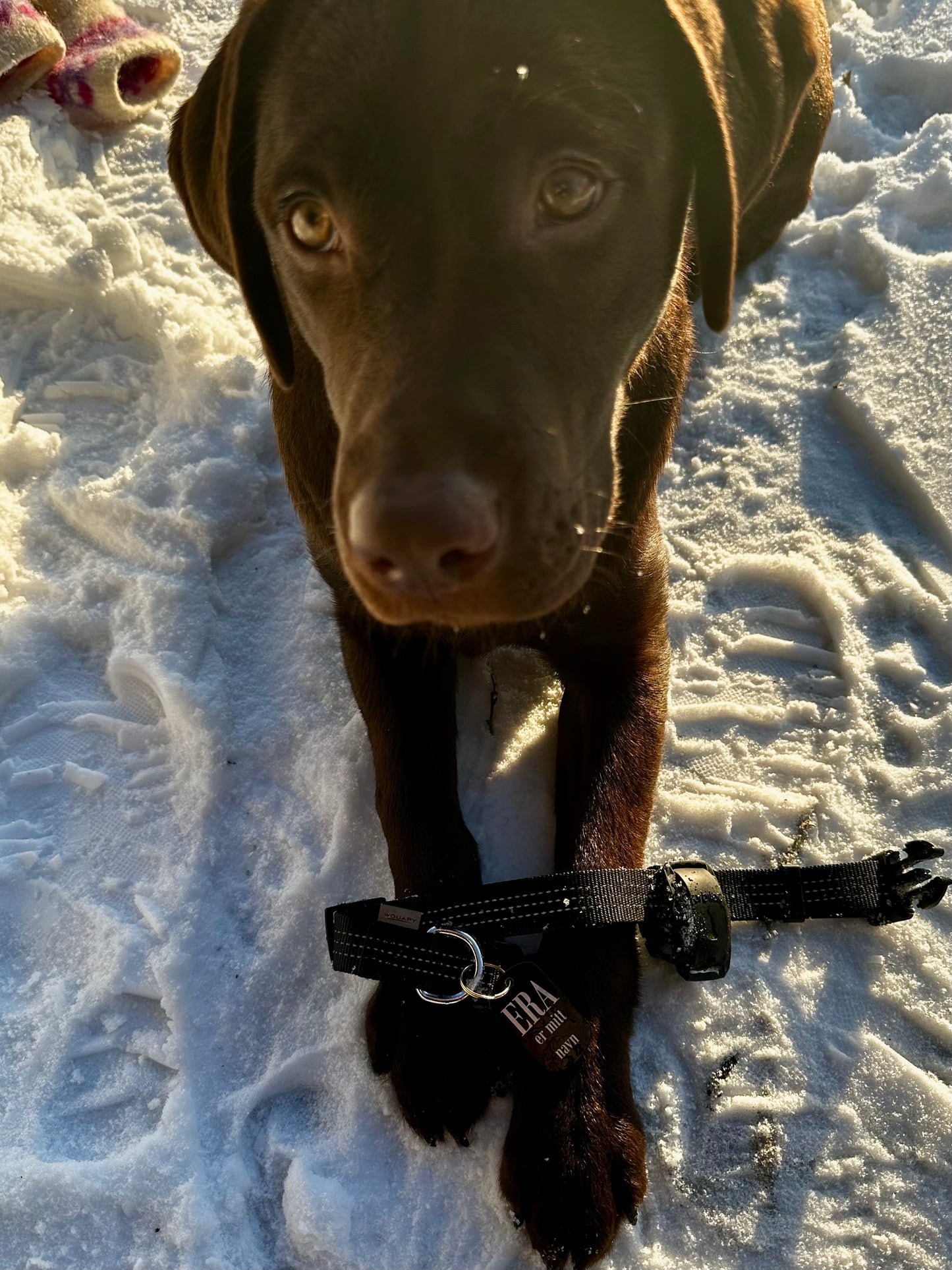 Navneskilt hund