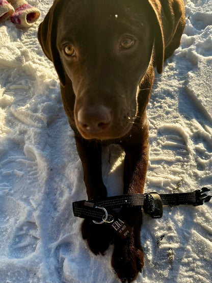 Navneskilt hund