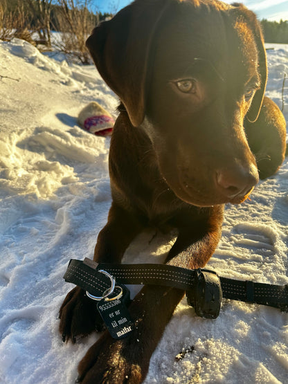 Navneskilt hund