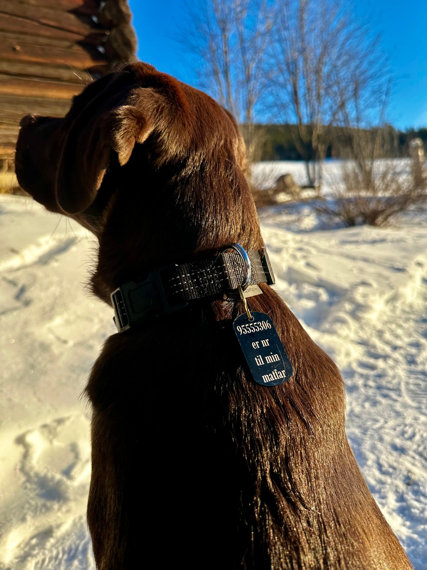 Navneskilt hund